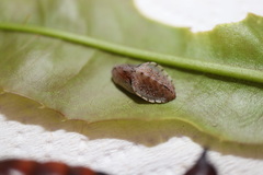 Erina erina erinus