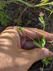Plectritis ciliosa
