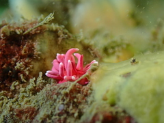 Okenia hiroi