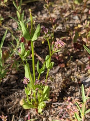 Plectritis ciliosa