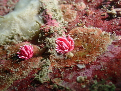 Okenia hiroi