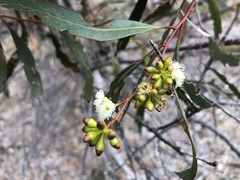 Eucalyptus odorata