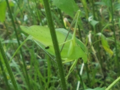 Amblycorypha oblongifolia