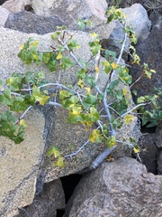 Vasconcellea chilensis