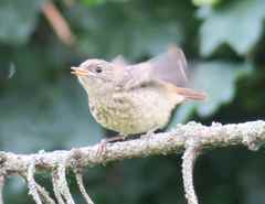 Phoenicurus phoenicurus