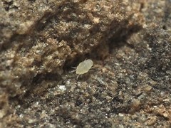Tydeidae