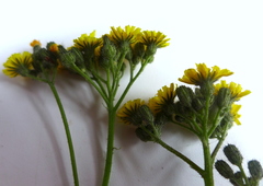 Crepis tectorum
