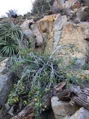 Vasconcellea chilensis