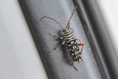 Placosternus difficilis