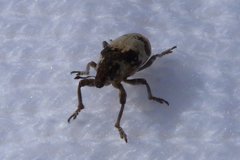 Bothynoderes affinis