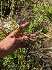 Rumex californicus