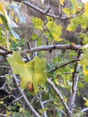 Vasconcellea chilensis