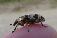 Bothynoderes affinis