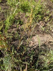 Rumex californicus