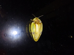 Aspisoma aegrotum