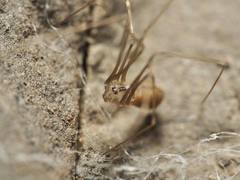 Pholcus opilionoides