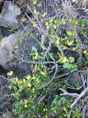 Vasconcellea chilensis