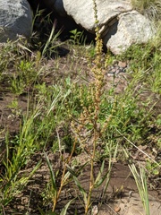Rumex californicus