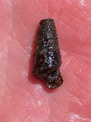 Pleurocera pyrenella