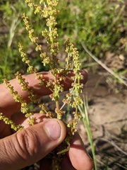 Rumex californicus