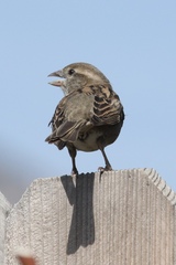 Passer domesticus