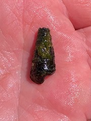 Pleurocera pyrenella