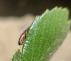 Acmaeodera rubrocuprea