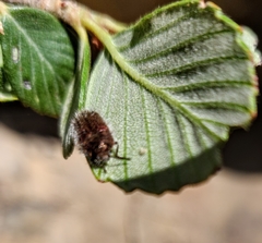Acmaeodera rubrocuprea