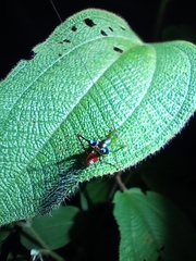 Paraxiphidium versicolor