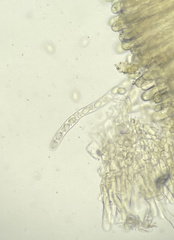 Morchella norvegiensis