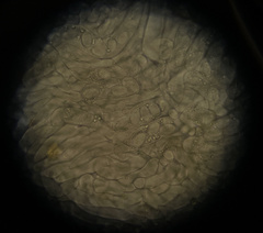 Morchella norvegiensis