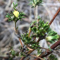 Phyllota pleurandroides