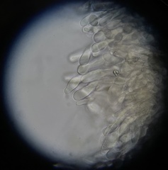 Morchella norvegiensis