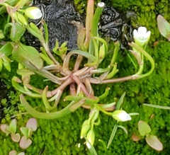 Montia linearis