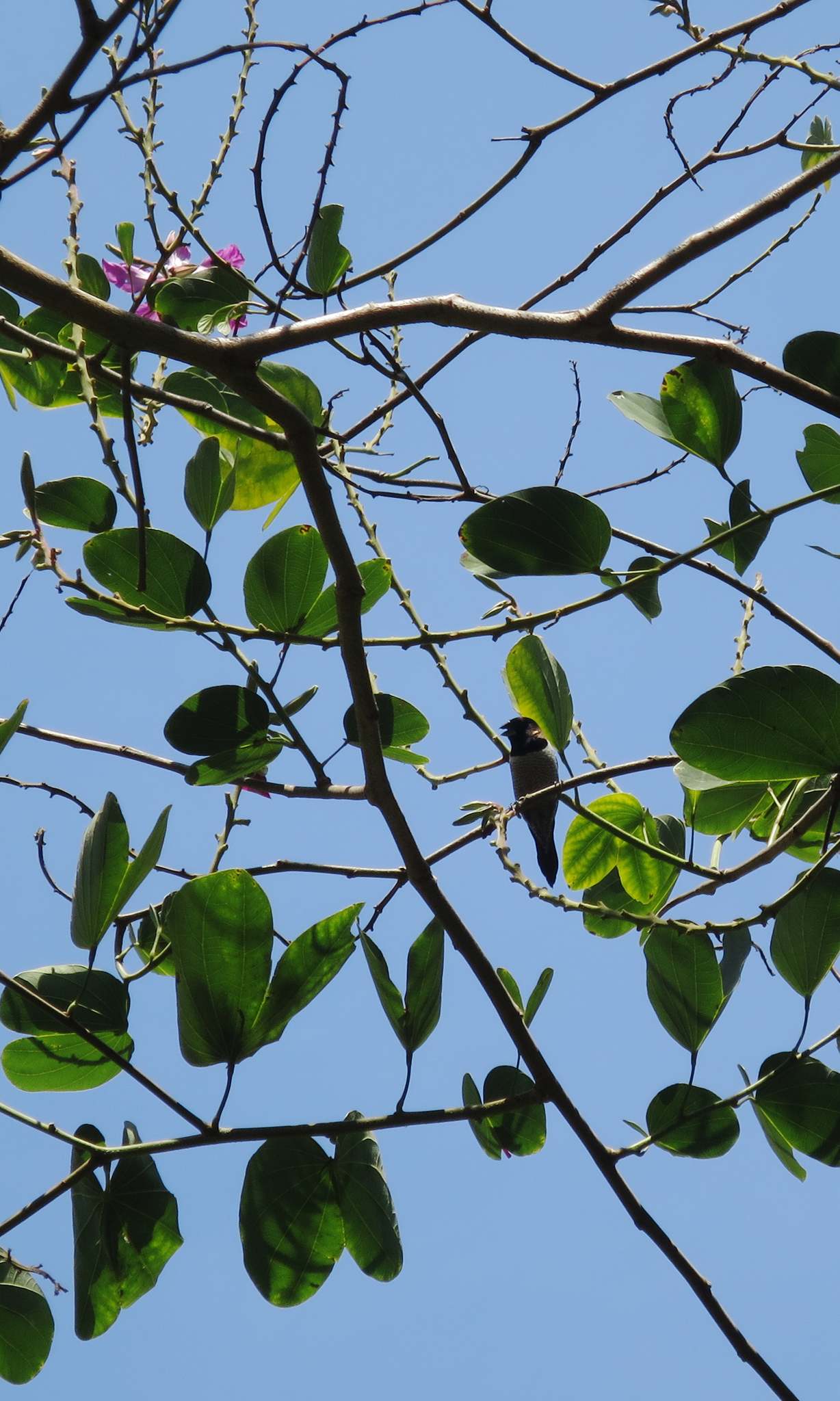 Black-faced Munia