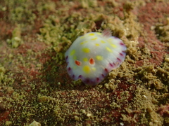 Goniobranchus aureopurpureus