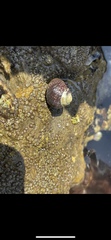 Littorina subrotundata