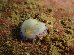 Goniobranchus aureopurpureus