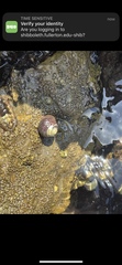 Littorina subrotundata