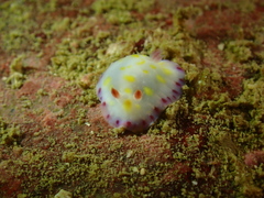 Goniobranchus aureopurpureus