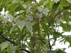 Carpinus rankanensis