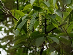 Carpinus rankanensis