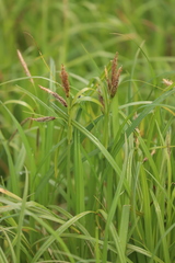 Carex lyngbyei