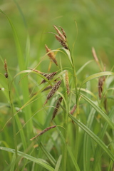 Carex lyngbyei