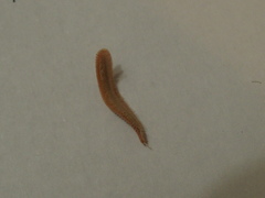 Brachycybe lecontii