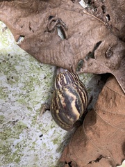 Lissachatina fulica