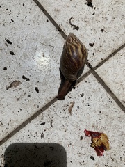 Lissachatina fulica