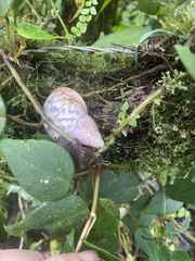 Porphyrobaphe irrorata