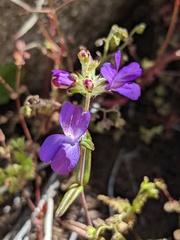 Collinsia concolor