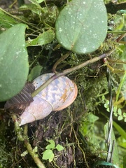 Porphyrobaphe irrorata